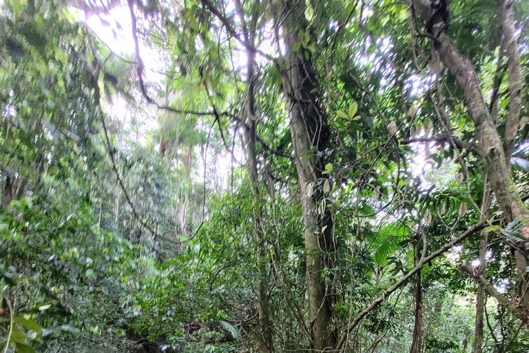 JUATINGA : Circuit de 4 jours FORÊT ATLANTIQUE et PLAGES - PARATY - RIO DE JANEIRO