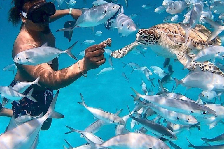 Barbade : Plongée en apnée, aventure sur une épave et journée à la plage