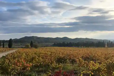 Provence: Vineyard tour, wine tasting and restaurant
