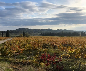 Alpilles: Tours, wine tastings and bistronomic restaurant