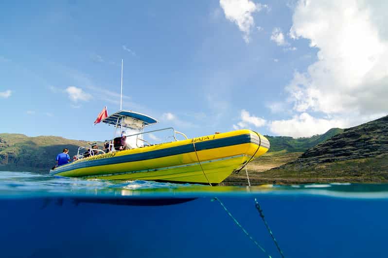 Oahu 3Hour Dolphin Watching & Snorkel Excursion in Waianae GetYourGuide