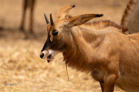Bandia Wildlife Reserve and Pink Lake Tour