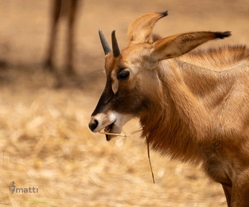 Bandia Wildlife Reserve and Pink Lake Tour