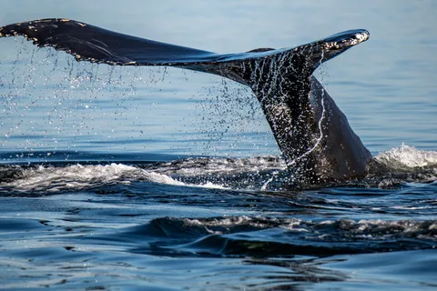 Tadoussac/Charlevoix : Tour en bateau de 3 heures pour l'observation des baleines