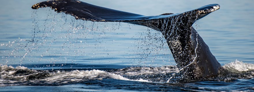 Tadoussac/Charlevoix : Tour en bateau de 3 heures pour l'observation des baleines