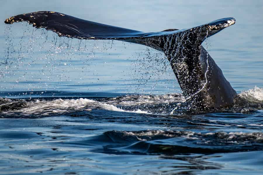 Tadoussac/Charlevoix: 3-stündige Bootstour zum Whale Watching. Foto: GetYourGuide