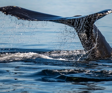 Tadoussac/Charlevoix: 3-Hour Whale Watching Boat Tour