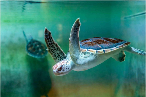 Muscat : billet d&#039;entrée à l&#039;aquarium d&#039;Oman