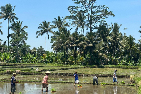 Ubud: Downhill Cycling with Volcano, Rice Terraces and Meal