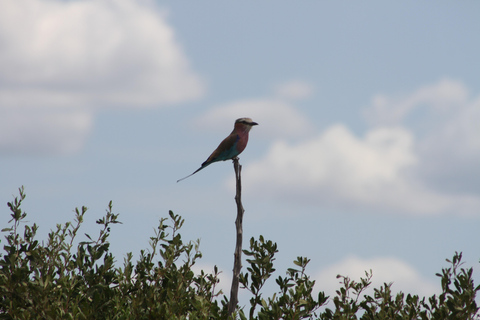 Victoria Falls: Safari game drive tour 3 hours