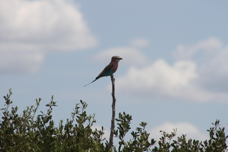 Victoria Falls: Safari game drive tour 3 hours