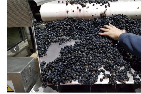 Colonia: Winery, Olive Oil & Gourmet Lunch Tour