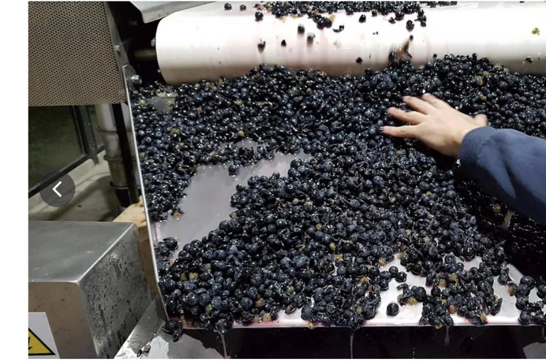 Colonia: Winery, Olive Oil & Gourmet Lunch Tour