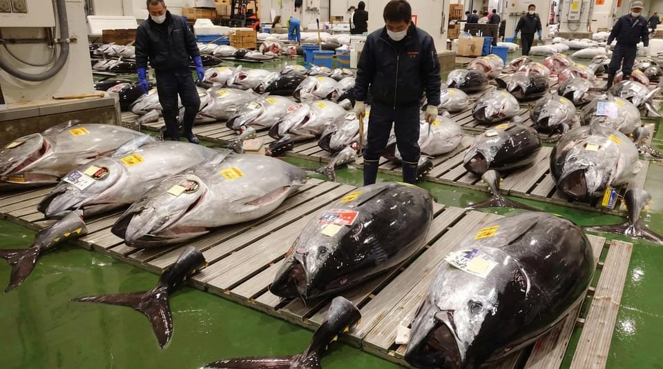 東京：豊洲マグロ競り＆築地市場グルメアドベンチャー