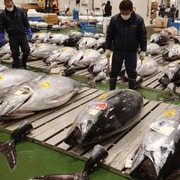 Tokyo: Toyosu Tuna Auction & Tsukiji Market Gourmet Adventure
