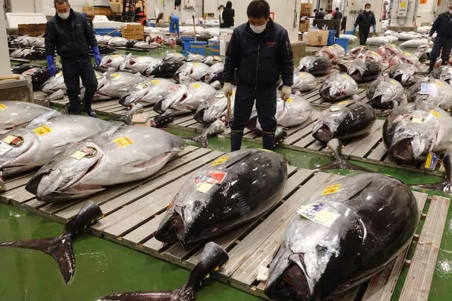 Tokio: Toyosu Thunfischauktion & Tsukiji-Markt Gourmet-Abenteuer. Foto: GetYourGuide Tokio: Toyosu Thunfischauktion & Tsukiji-Markt Gourmet-Abenteuer. Foto: GetYourGuide