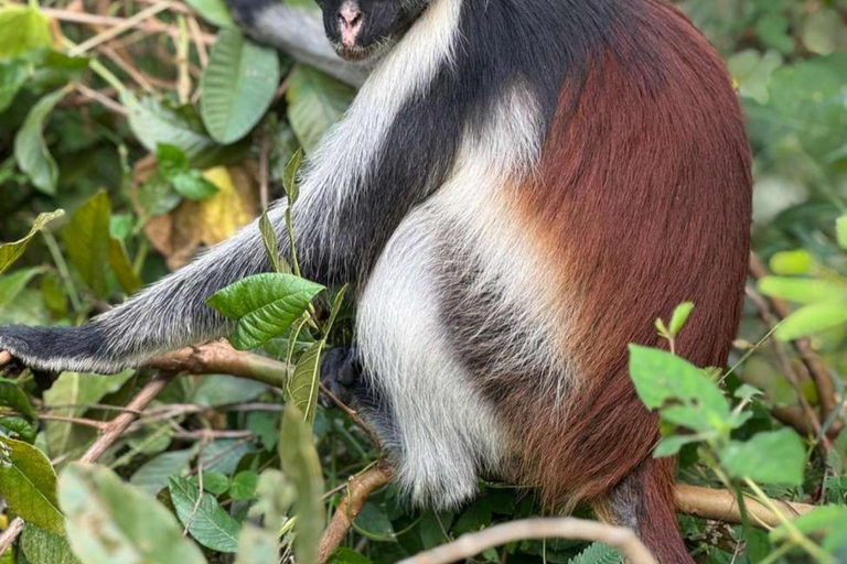 Zanzibar: Jozani forest, Sea tortoises & Mtende beach tour Private tour no Hotel pick and drop off included