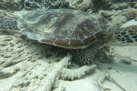 Viagem de 1 dia para mergulho com snorkel em Gili Layar/Gili Gede e Gili Rengit