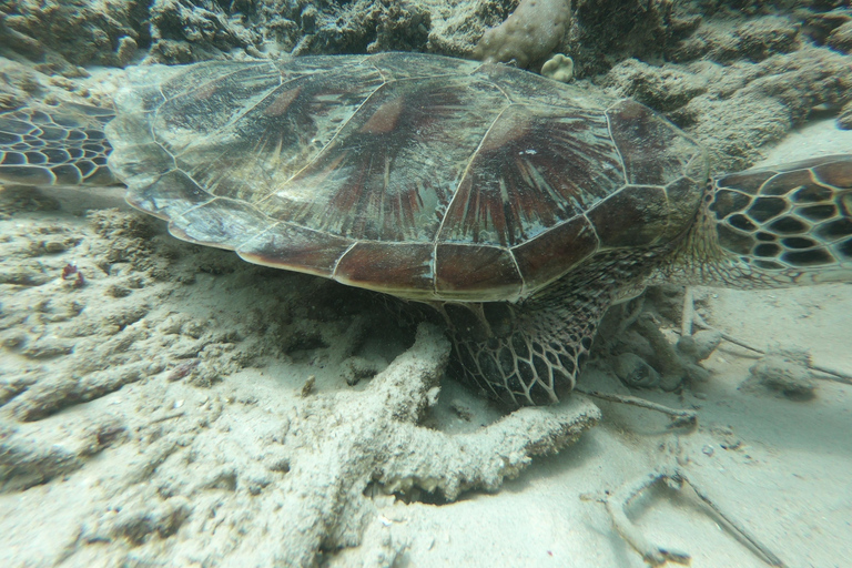 Viagem de 1 dia para mergulho com snorkel em Gili Layar/Gili Gede e Gili Rengit