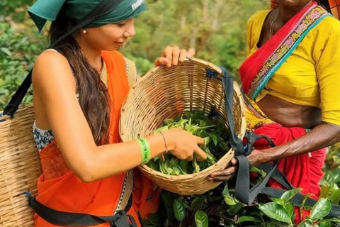 Kandy: Nuwara Eliya, Ambewela Drop Tour & Ella Train journey Kandy: Nuwara Eliya, Ambewela Drop Tour by car or van