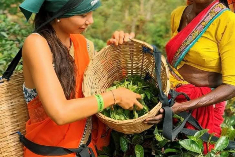 Kandy: Nuwara Eliya, Ambewela Drop Tour & Ella Train journey Kandy: Nuwara Eliya, Ambewela Drop Tour by car or van