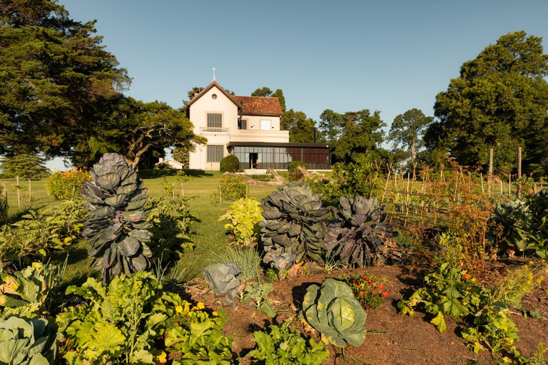 Colonia del Sacramento: Visit Las Liebres Vineyard and Organic Garden VISIT TO LAS LIEBRES VINEYARDS