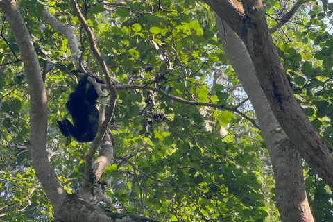 Excursion d&#039;une journée au lac Bunyonyi et dans la forêt de Kalinzu pour un trekking avec les chimpanzés