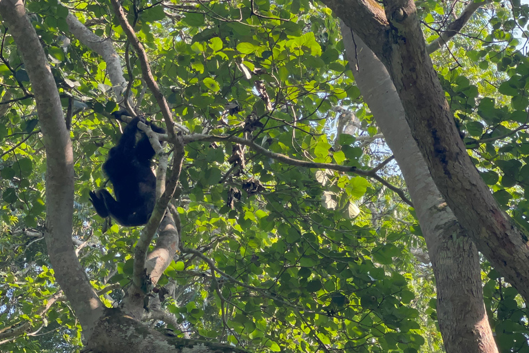 Excursion d&#039;une journée au lac Bunyonyi et dans la forêt de Kalinzu pour un trekking avec les chimpanzés