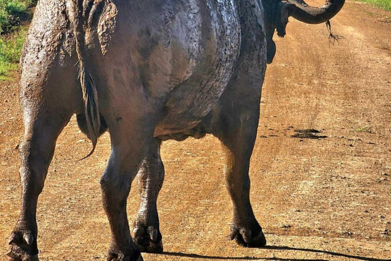 Nairobi: Nairobi National Park Safari with Guide