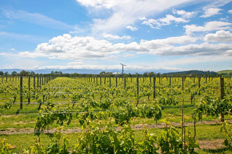 Wellington: Tour de golf de 7 días por la parte sur de la Isla NorteWellington: Tour de golf de 7 días por el sur de la Isla Norte