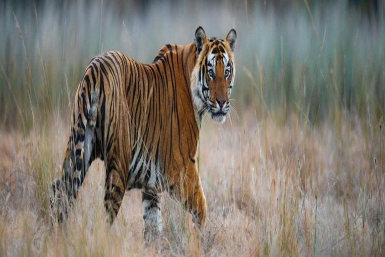 Ranthambore: core zone-1 to 5 Gypsy Tiger Safari with Lunch Ranthambore:core zone 1 to 5 canter jungle safari with lunch