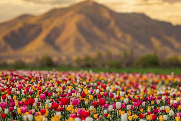 Azerbaijan Gabala Tulip Fields - Cable Car + Alpaca Farm