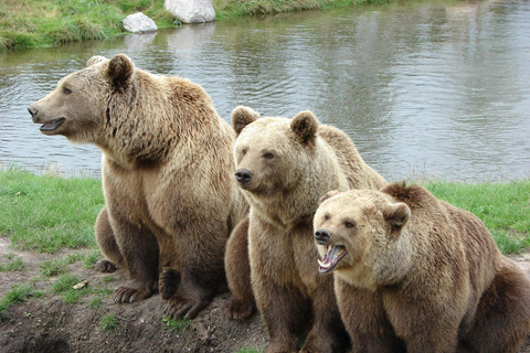 Rovaniemi: Ranua Zoo Tickets & Transportation. 4 people Rovaniemi: Ranua Zoo Tickets and Transportation. PETS
