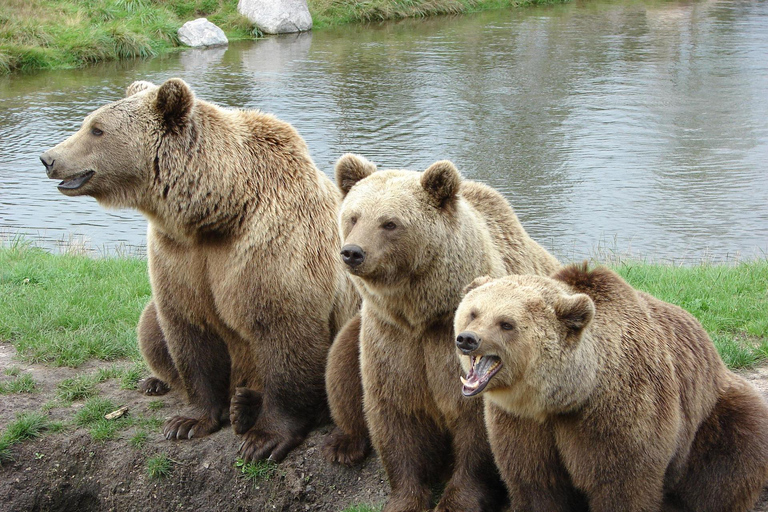 Rovaniemi: Ranua Zoo Tickets & Transportation. 4 people Rovaniemi: Ranua Zoo Tickets and Transportation. PETS