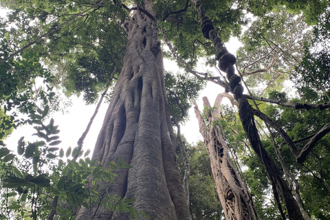 Glass House Mountains & Rainforest Day Tour from Brisbane
