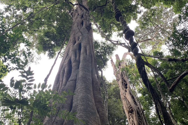 Glass House Mountains & Rainforest Day Tour from Brisbane