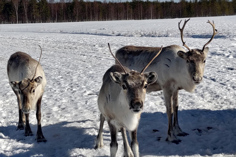 Rovaniemi: Besuch einer Rentierfarm und Kulturerlebnis