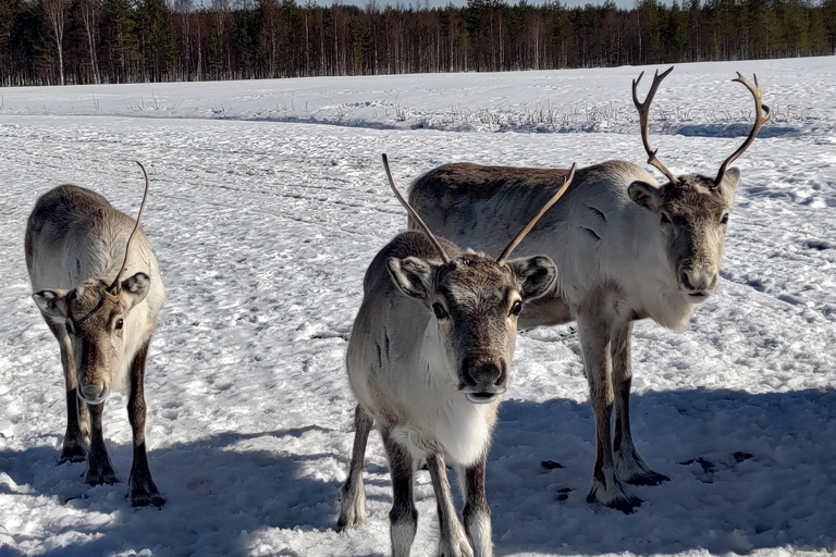 Rovaniemi: visita alla fattoria delle renne ed esperienza culturale