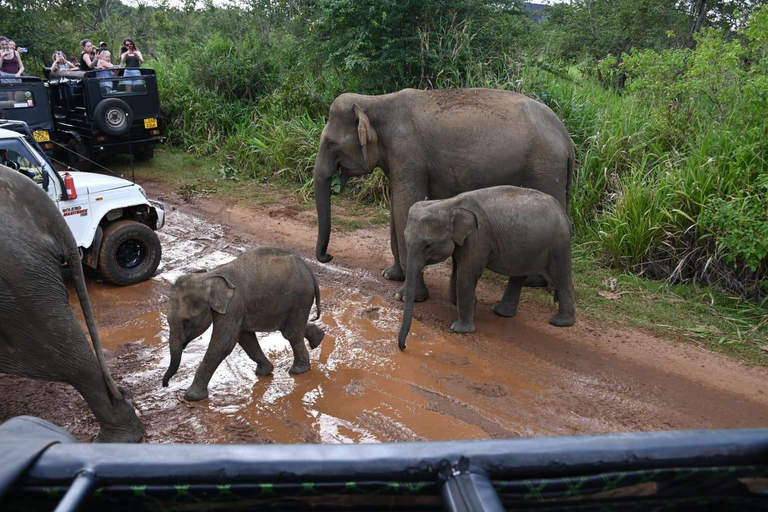 From Colombo: Dambulla, Sigiriya, and Safari Day Trip