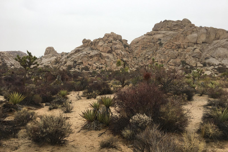 Von San Diego aus: 2-tägige Erkundung und Wanderung in Joshua Tree