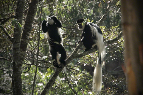 Tagestour zum Karura Forest Nature Trail