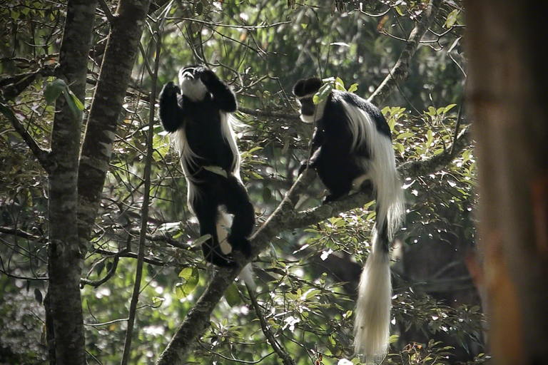 Tagestour zum Karura Forest Nature Trail