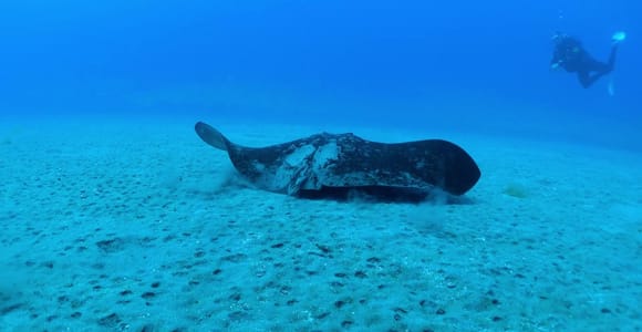 Maspalomas: 2 Dives with Equipment, Instructor, and Pickup