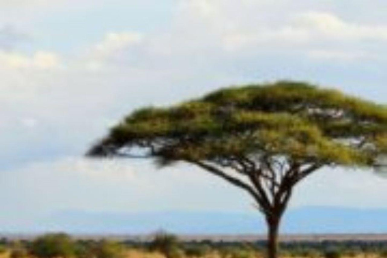 From Mombasa: Day Tour to Tsavo East National Park Day tour to Tsavo East National park from Mombasa or Diani