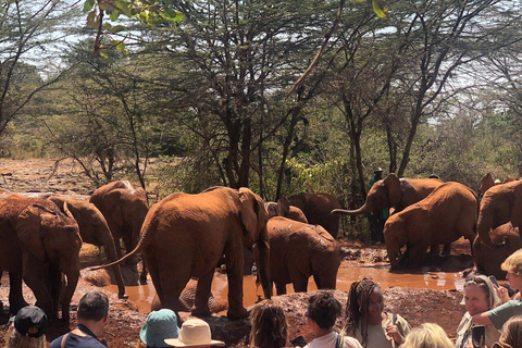 Parque Nacional de Nairóbi, excursão ao Centro de Bebês Elefantes e GirafasTaxas de entrada não incluídas