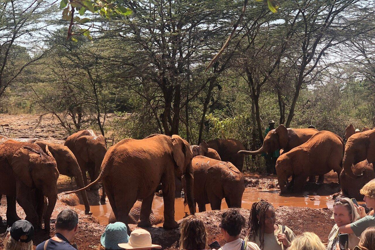 Parque Nacional de Nairóbi, excursão ao Centro de Bebês Elefantes e GirafasTaxas de entrada não incluídas