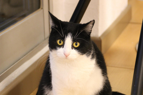 Malaga centro historico: Paws For A Moment Cat Cafe