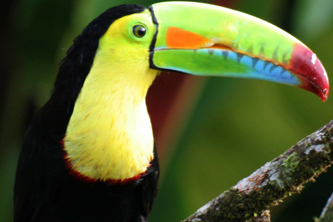 Rio Celeste Waterfall: Rain Forest Hike & Sloth Observation Waterfall-Lunch-Sloth Observation/Pick Up Included