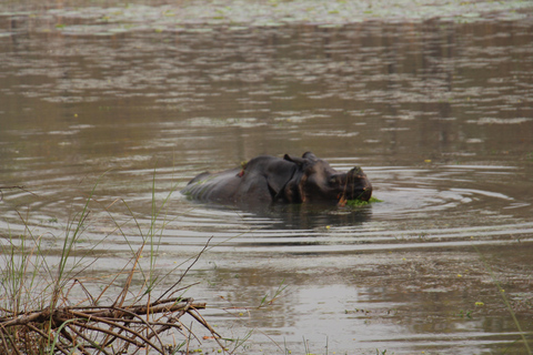 From Pokhara: 3-Days Chitwan Safari Tour with Hotel Transfer