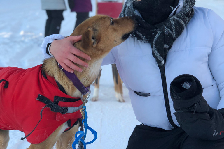 Fairbanks: Dog Sledding and Mushing Experience